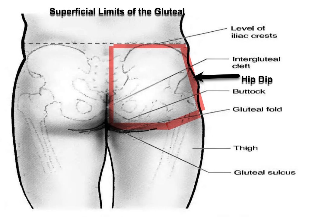 superficial limits of the gluteal area